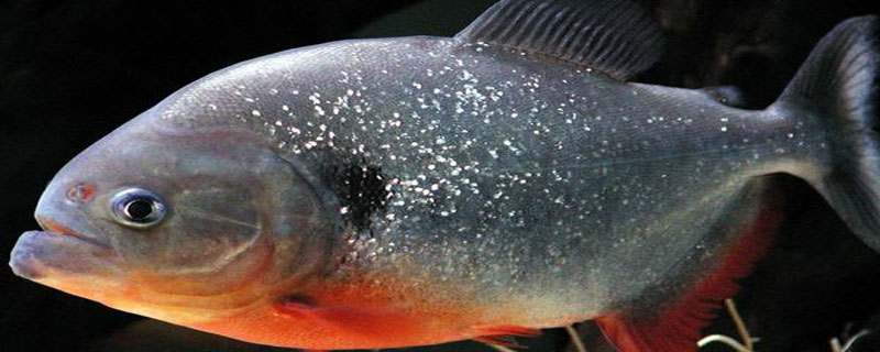 白鲳鱼咬人有毒吗？