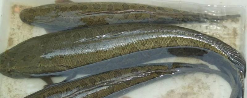 乌鱼养殖方法及条件介绍 对水质有没有要求