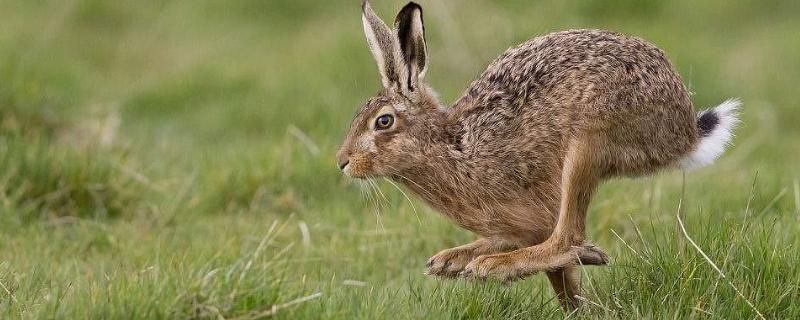 野兔什么天气最喜欢出来 冬天什么时候出来