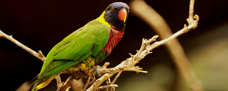 鹦鹉头上毛掉了会长吗？