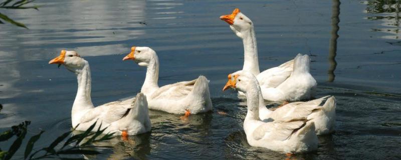 中国四大名鹅品种 最大的鹅是什么品种
