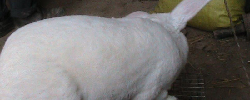 獭兔和家兔区别?