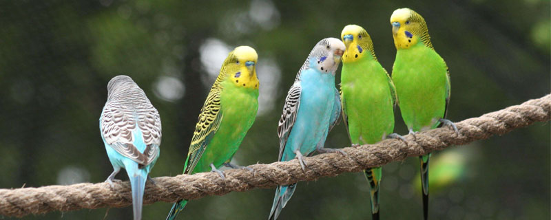 鹦鹉为什么一直叫个不停