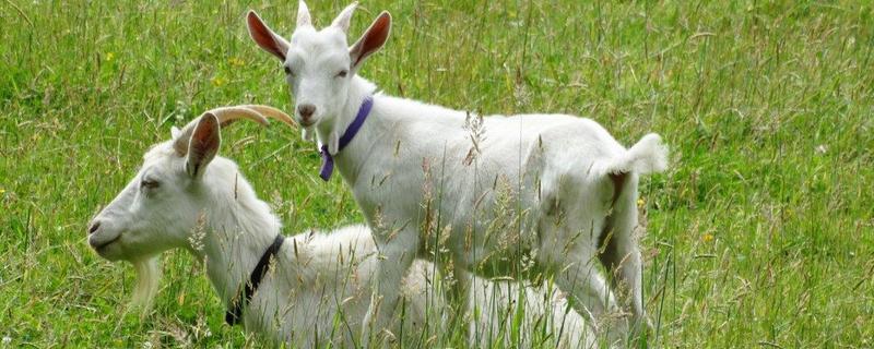 一只山羊多少斤 体型最大黑山羊品种