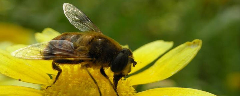 养蜂第一步应该做什么？