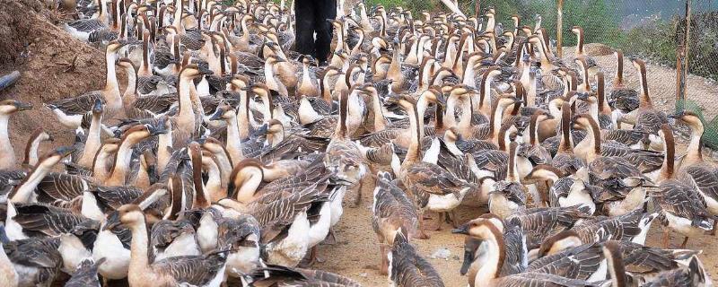鹅养几个月可以杀来吃 杀鹅为什么要灌白酒