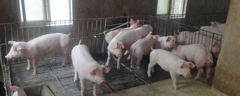 猪口蹄疫症状 打完口蹄疫几天能配种