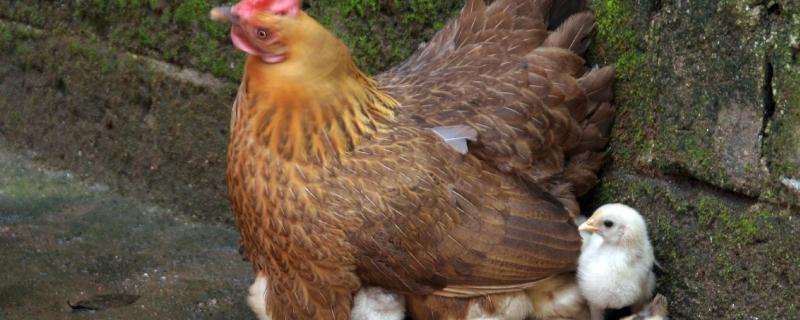 母鸡受精一次管几天 受精后多久开始产蛋