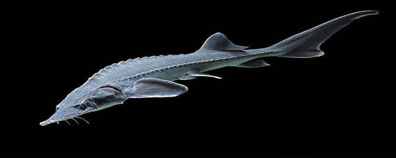 鲟鱼和鳇鱼的区别？