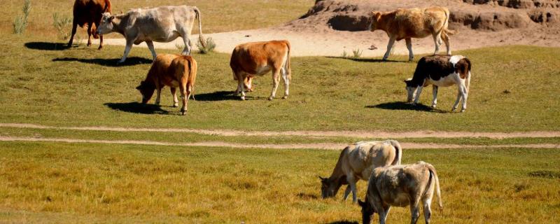 家畜有哪些 半坡人饲养什么家畜