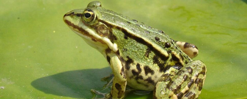哪里有青蛙养殖基地