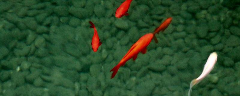 诱鱼剂配方 诱鱼灯真的能诱鱼吗？