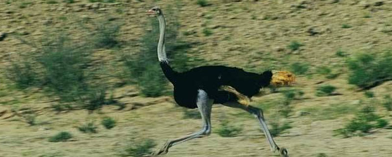 鸵鸟和鸡一起养可以吗？