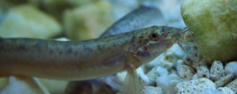 清水养泥鳅能活多久 养泥鳅需要具备什么条件