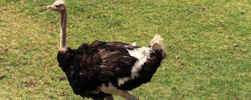 鸵鸟分公母吗？