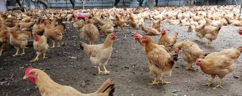 夏天养鸡喂什么水 夏天养鸡应该注意什么?