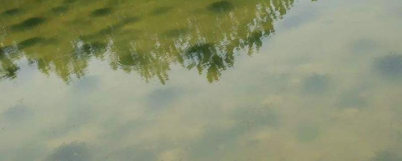 虾塘有虾苗能撒石灰吗 虾塘水浓绿如何多久？