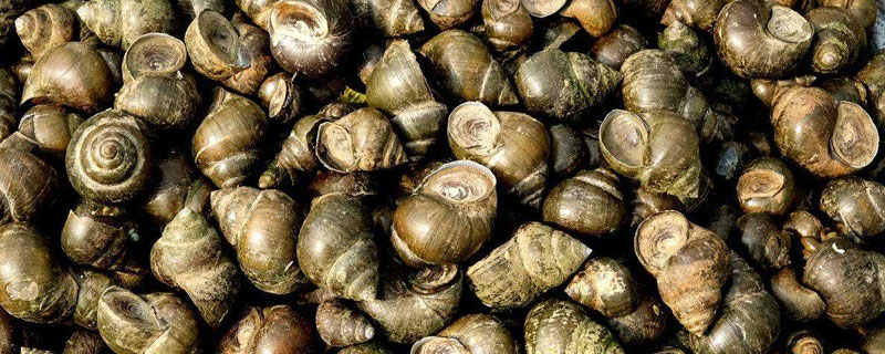 田螺和海螺的区别？