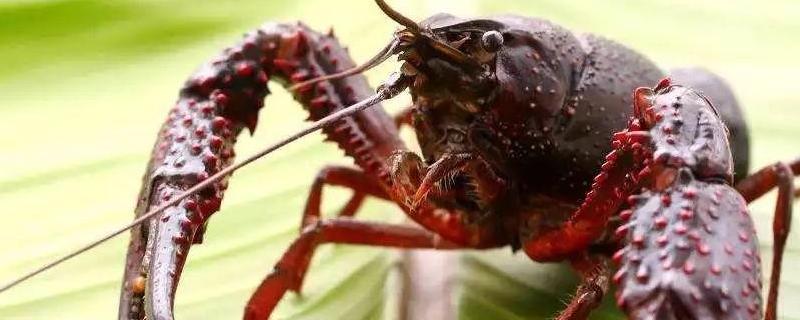 为什么龙虾会侧着躺在水面上 龙虾需要在水面呼吸吗？