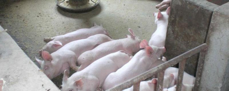 智慧养猪场解决方案 智慧养猪场设计