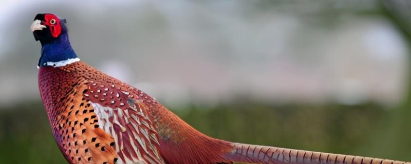 野鸡下蛋在什么地方 产蛋高峰期是什么时候