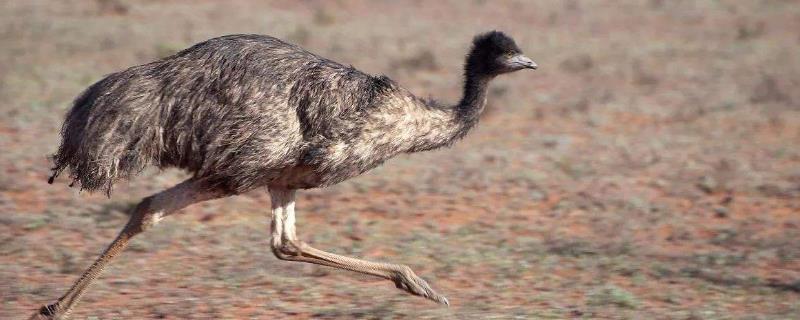 鸸鹋和鸵鸟的区别？ 鸸鹋人工养殖成本大吗？