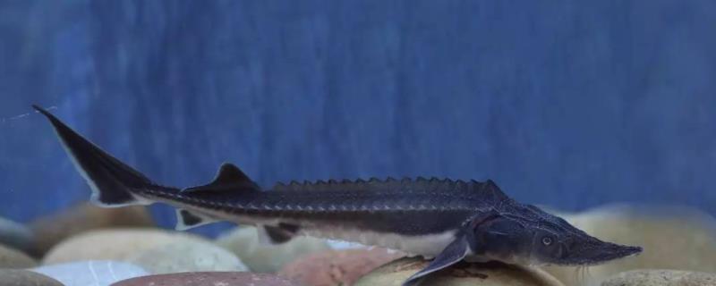 市场上卖的鲟鱼是什么品种 淡水鲟鱼怎么养