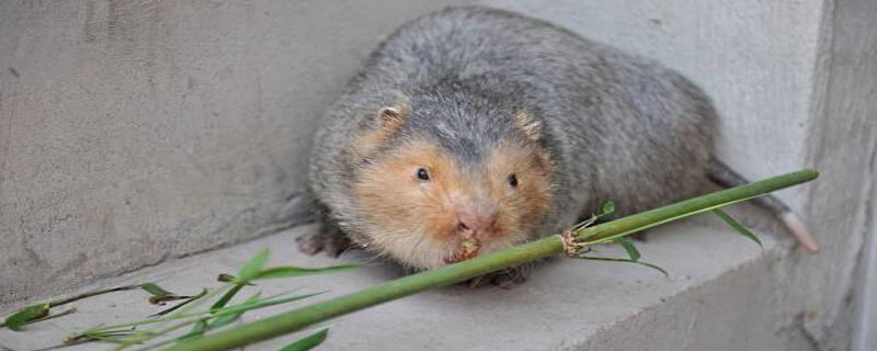 竹鼠难卖原因？