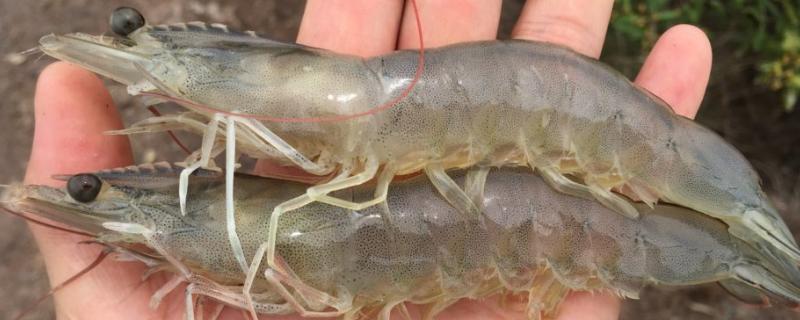 养虾的基本知识 对水质有什么要求