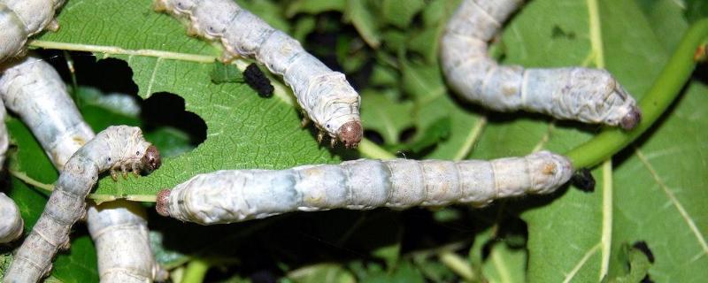 自己在家怎么养蚕 养蚕的温度应该在多少度