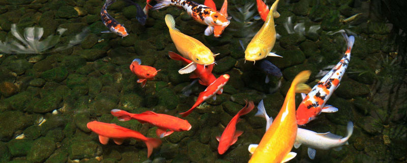 锦鲤饿了会互相咬吗？