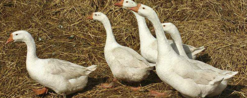 鹅啄毛是怎么回事？鹅啄毛怎么办？