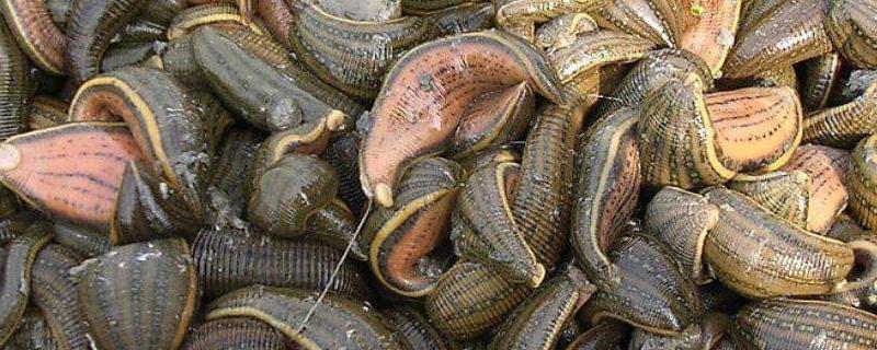 蚂蟥怎么养殖 适合在哪里养