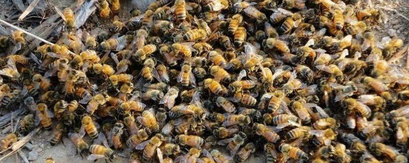 白糖喂蜜蜂的正确方法 怎样熬制