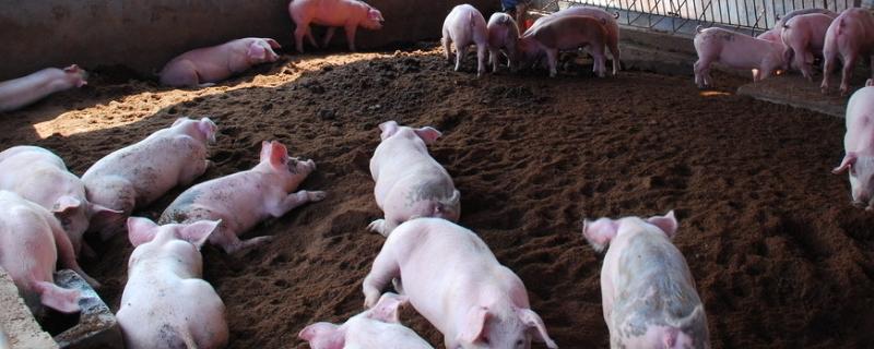 给猪打针流血怎么回事 用樟脑注射的用途