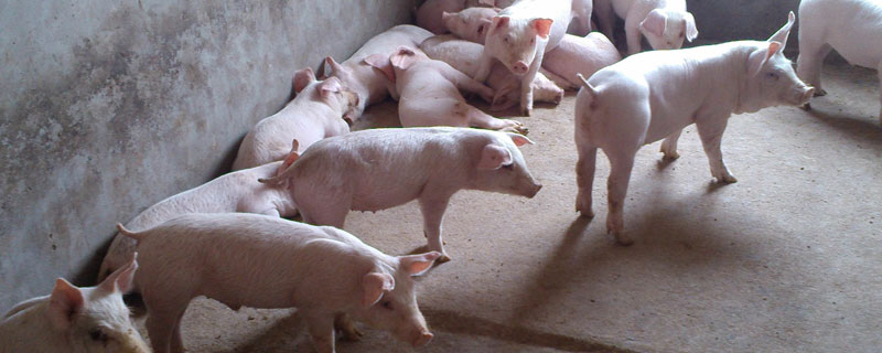 仔猪15天能断奶吗？