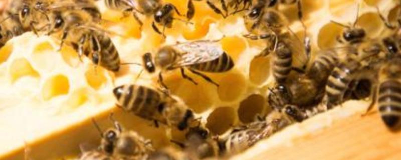 蜜蜂有几种类型的 蜜蜂冬天怎么过冬 怎么喂养