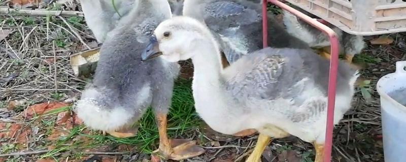 怎么分辨小狮头鹅是不是纯种 小狮头鹅怎么分公母