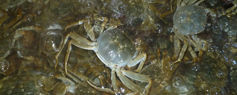 河蟹从小到大需要多久？