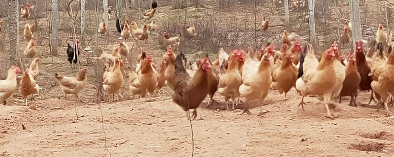 养鸡长得快绝招 鸡冠发黑用什么药