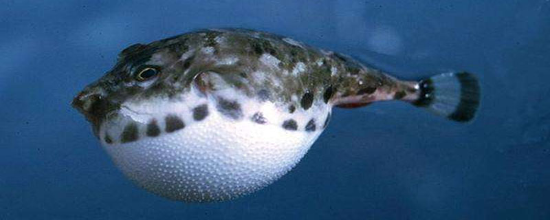 河豚算海鲜吗？