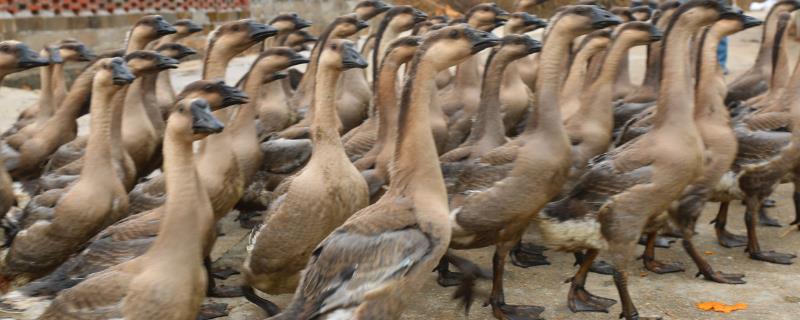 鹅几个月长成年鹅 养多久可以下蛋