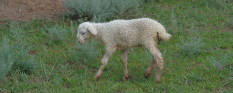 什么样的羊不能打小反刍 小反刍病是什么症状