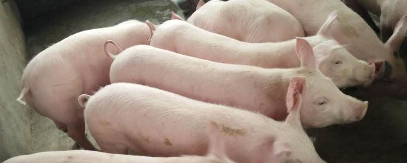 母猪配种技术方法 猪用自动饮水器有几种