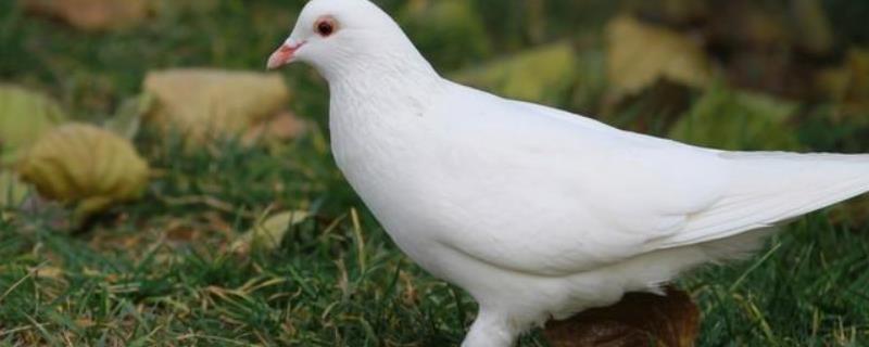 鸽子繁殖速度 繁殖季节是几月份