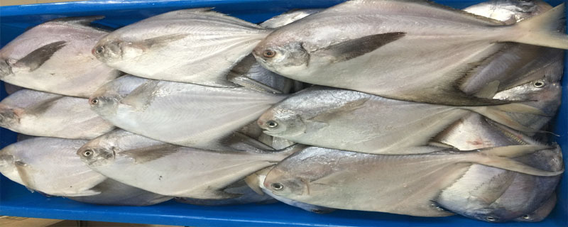 白鲳鱼跟燕子鲳鱼什么区别？？