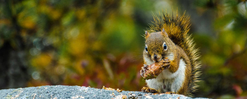 松鼠饿的抽筋怎么办？
