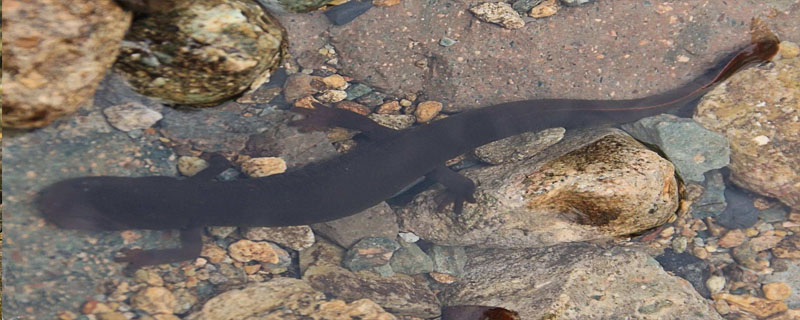 娃娃鱼会发出声音吗？