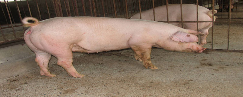 后备母猪不静立怎么办？