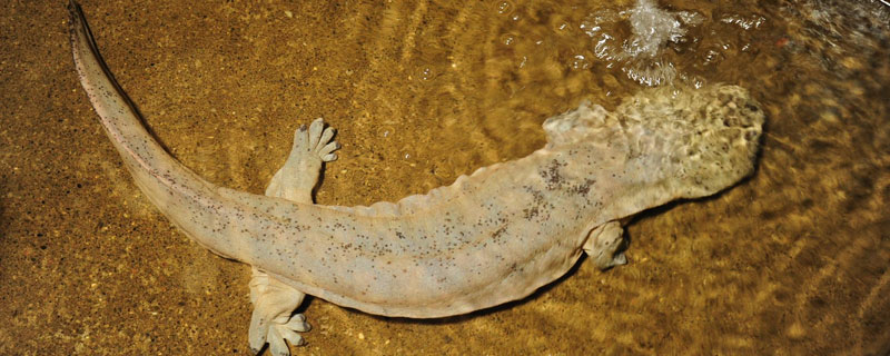 娃娃鱼内脏可以吃吗？